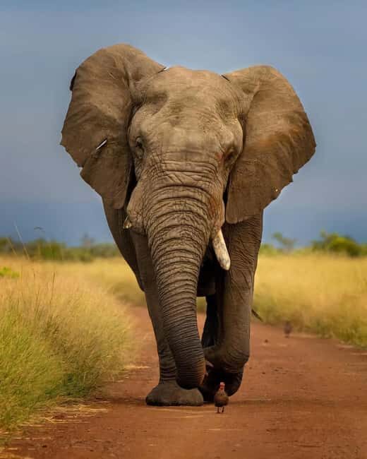 Kenya: 5-Day Ol Pejeta and Masai Mara Safari - A Closer Look at the 5-Day Safari Experience