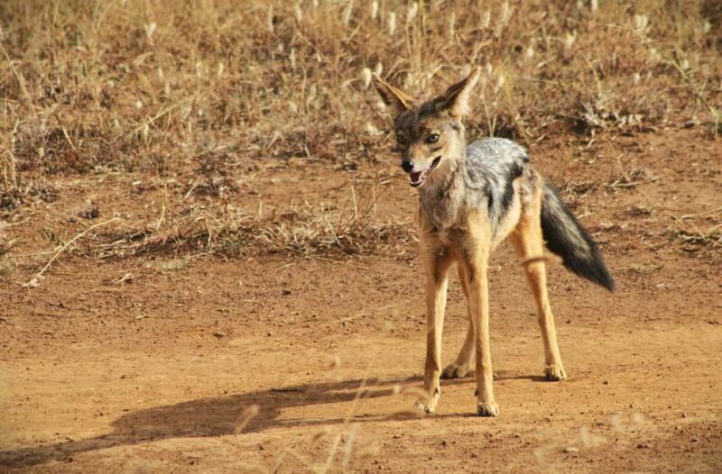 Kenya: 5-Day Road Trip to Lake Victoria from Nairobi - The Sum Up