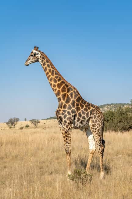 Kenya: 5-Day Safari to Ol Pejeta, Masai Mara, and Nakuru - Key Points