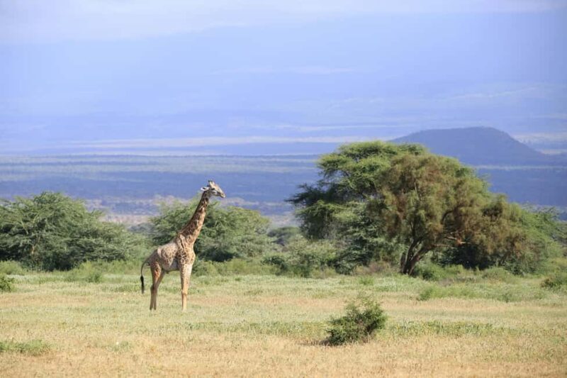 Kenya: 5-Day Safari to Ol Pejeta, Masai Mara, and Nakuru - Exploring the Itinerary: What’s in Store