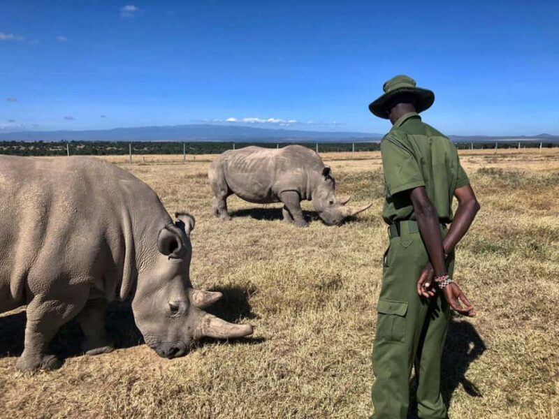 Kenya: 5-Day Safari to Ol Pejeta, Masai Mara, and Nakuru - Experience Details: What You Need to Know