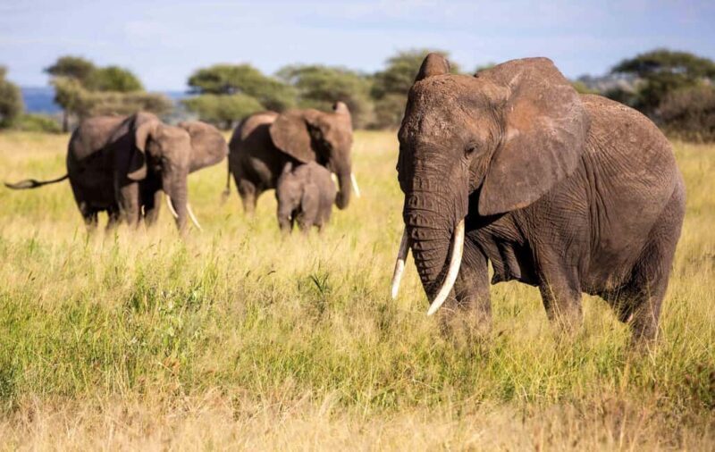 Kenya: 6-Day Camping Safari Group Joining - Introduction: Is This Kenyan Safari Right for You?