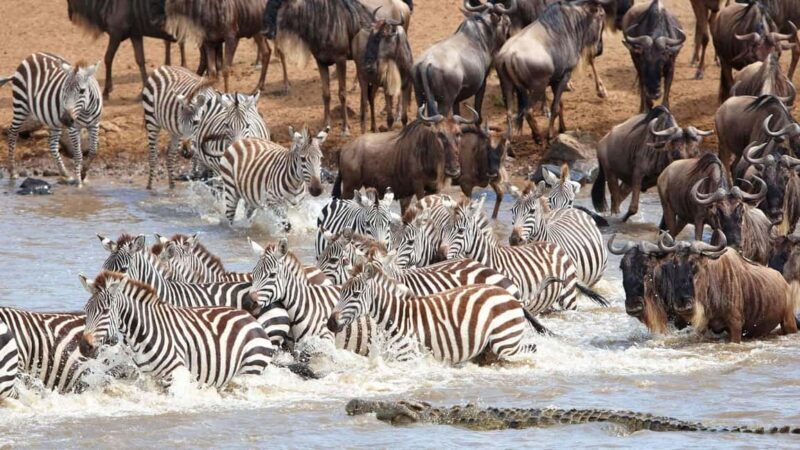 Kenya: 6-Day Camping Safari Group Joining - How the Experience Is Valued