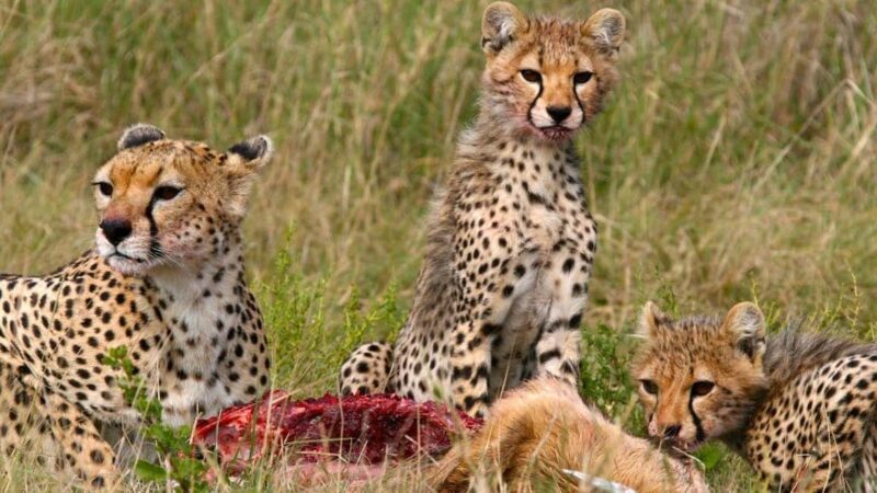 Kenya: 6-Day Camping Safari Group Joining - Practical Details and Considerations
