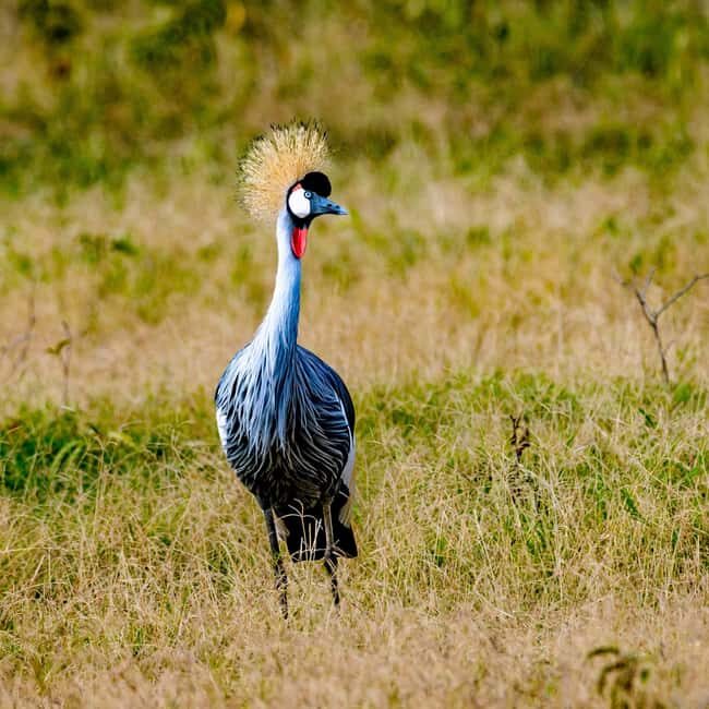 Kenya: 6-Day Safari to Lake Nakuru, Maasai Mara, Amboseli - The Practical Side: What’s Included and What’s Not