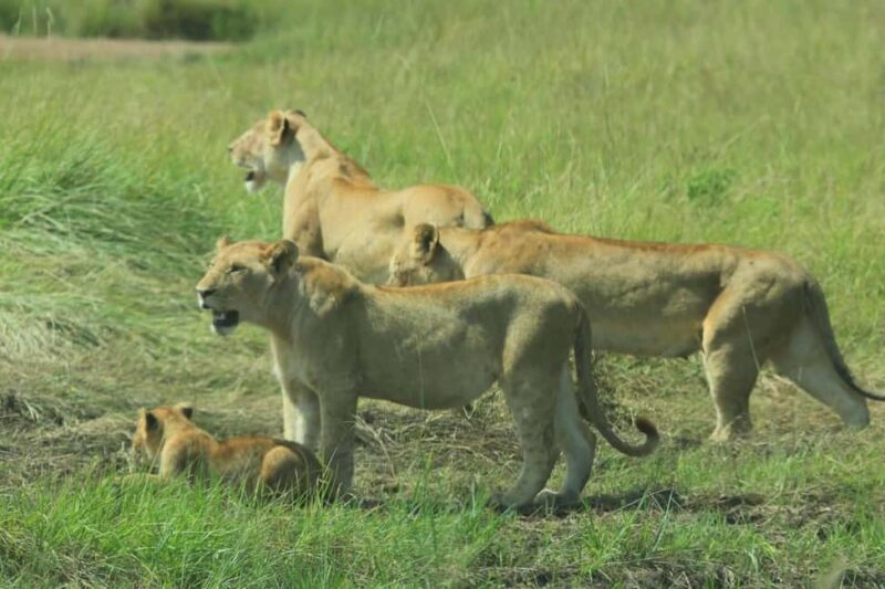 Kenya: 6-Day Safari to Lake Nakuru, Maasai Mara, Amboseli - Who Is This Safari Best For?