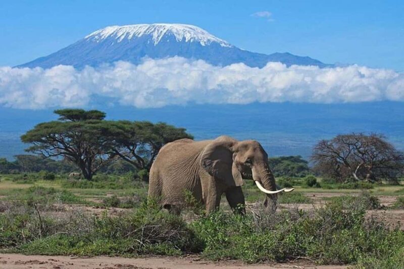 Kenya: 7-Day Big 5 Safari Tour from Nairobi - Key Points