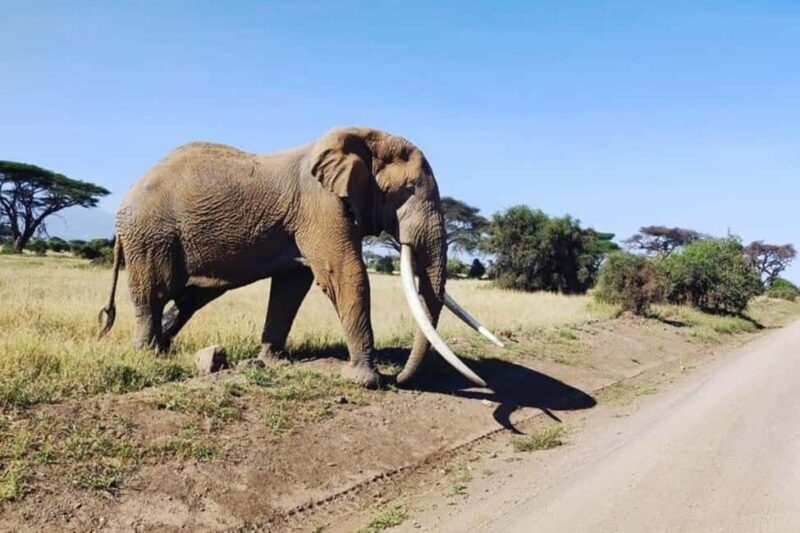Kenya: 7-Day Big 5 Safari Tour from Nairobi - An In-Depth Look at the 7-Day Kenya Safari