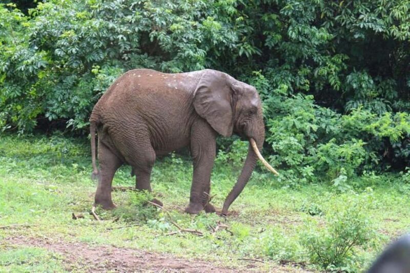 Kenya: 7-Day Big 5 Safari Tour from Nairobi - Final Thoughts