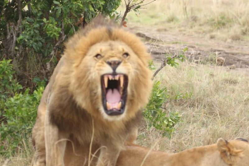 Kenya: 7-Day Masai Mara, Lake Naivasha, and Amboseli Safari - Key Points