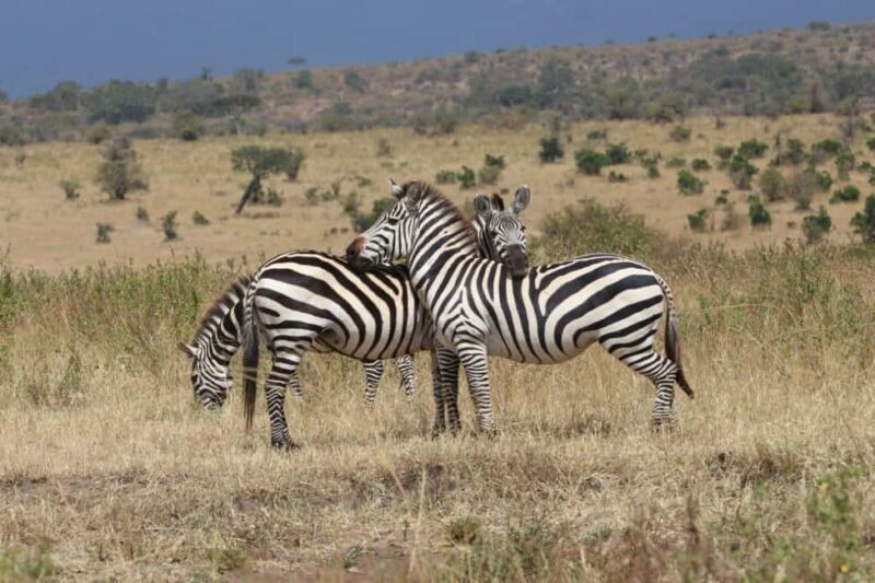 Kenya: 7-Day Masai Mara, Lake Naivasha, and Amboseli Safari - Introduction