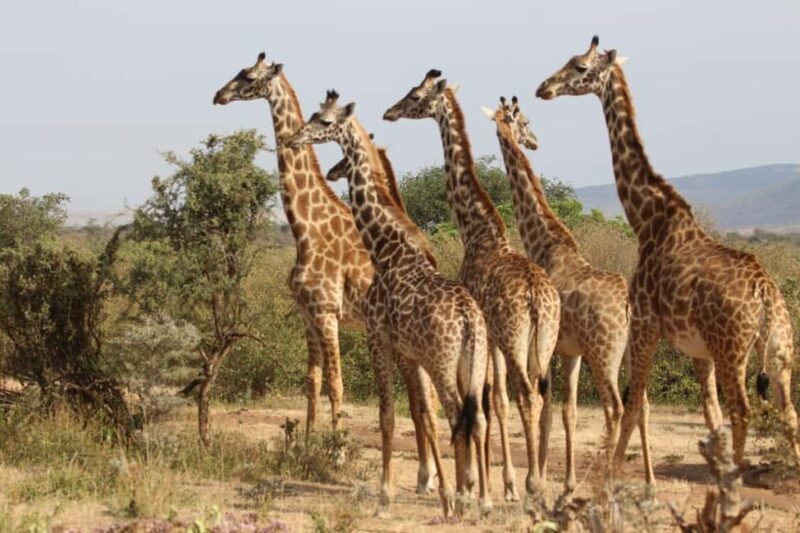 Kenya: 7-Day Masai Mara, Lake Naivasha, and Amboseli Safari - The Logistics: Comfort, Value, and Practicalities