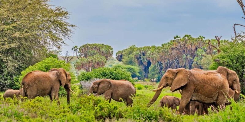 Kenya: 7-Day Masai Mara, Lake Nakuru, and Samburu Safari - Overview of the 7-Day Kenya Safari