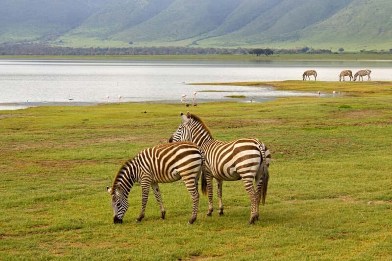 Kenya: 7-Day Masai Mara, Lake Nakuru, and Samburu Safari - Experience Quality: Guides and Viewing