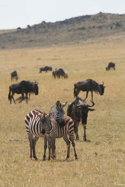 Kenya: 7-Day Safari to Maasai Mara, Lake Nakuru, and More - Key Points