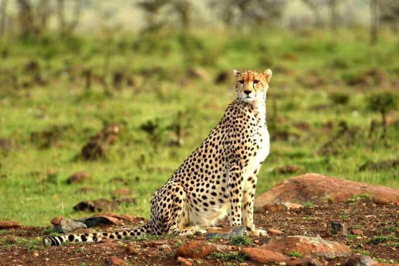 Kenya: 8-Day Mid-Range Safari - All Inclusive - Key Points