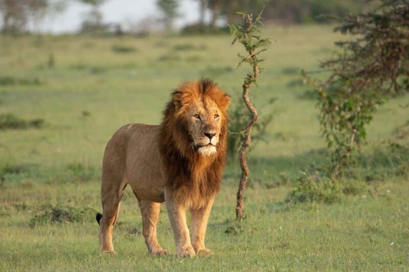 Kenya: 8-Day Mid-Range Safari - All Inclusive - An In-Depth Look at the 8-Day Kenya Safari Experience