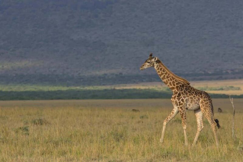 Kenya: 8-Day Mid-Range Safari - All Inclusive - FAQ