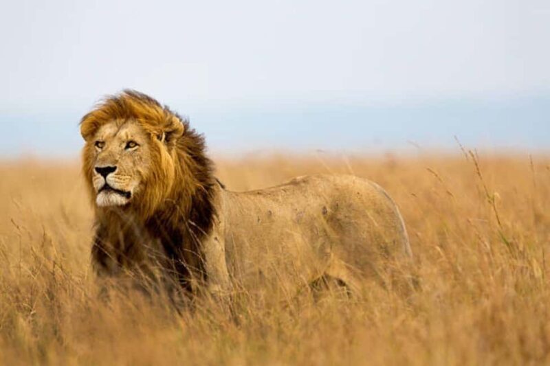 Kenya: 8-Day Mid-Range Safari - All Inclusive - The Sum Up