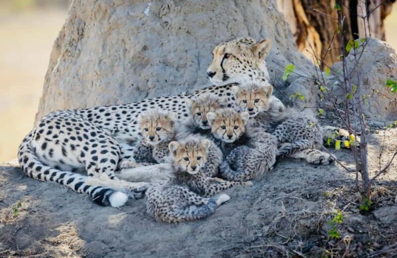 Kenya and Tanzania: 10-Day Great Migration Safari - An Overview of the 10-Day Great Migration Safari