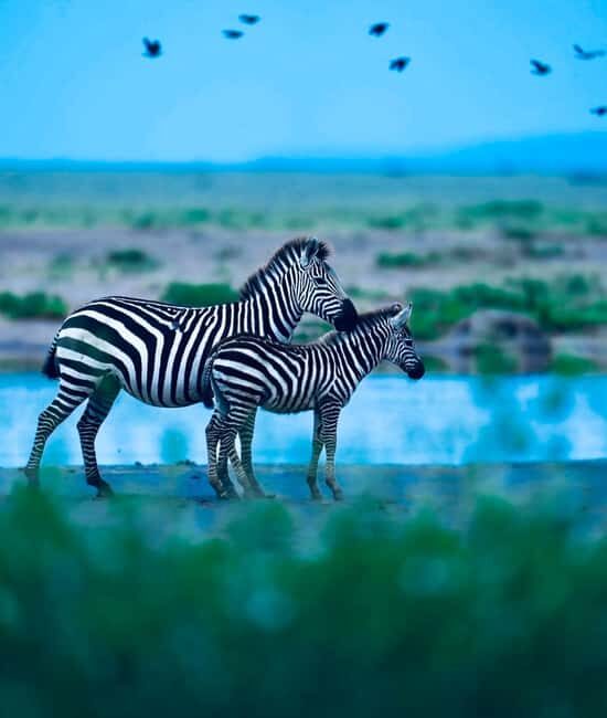 Kenya and Tanzania: 10-Day Great Migration Safari - Final Thoughts