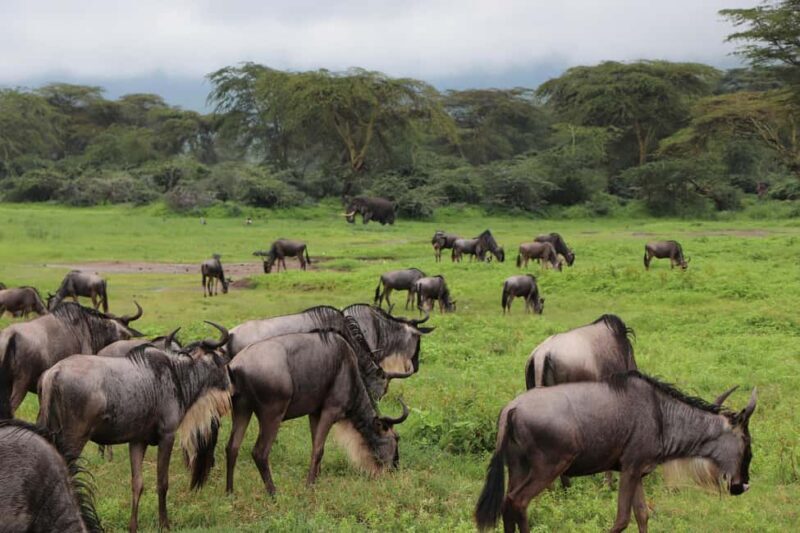 Kenya and Tanzania: 10-Day Safari Adventure - Key Points