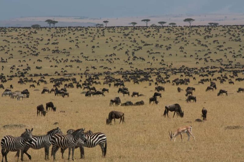 Kenya and Tanzania: 10-Day Safari Adventure - An In-Depth Look at the Safari Itinerary