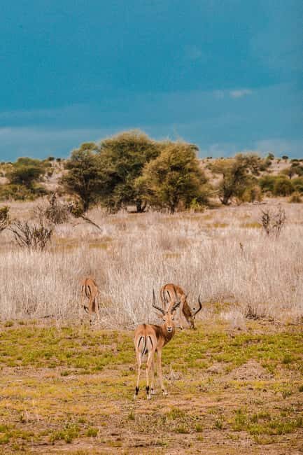 Kenya and Tanzania: 10-Day Safari Adventure - What Could Be Improved?