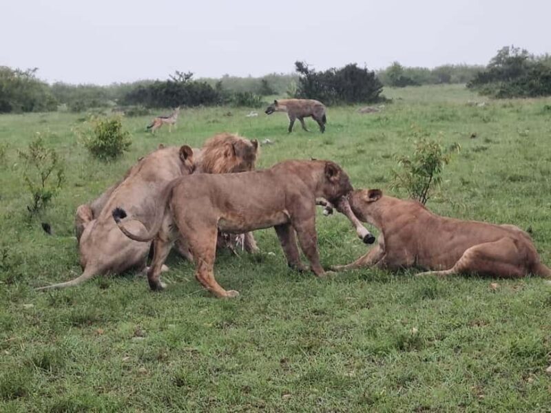 Kenya and Tanzania: 9-Day Private Midrange Safari Package - Key Points