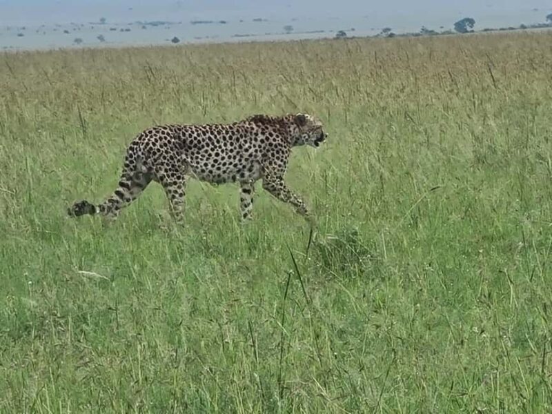 Kenya and Tanzania: 9-Day Private Midrange Safari Package - An In-Depth Look at the 9-Day Safari Itinerary