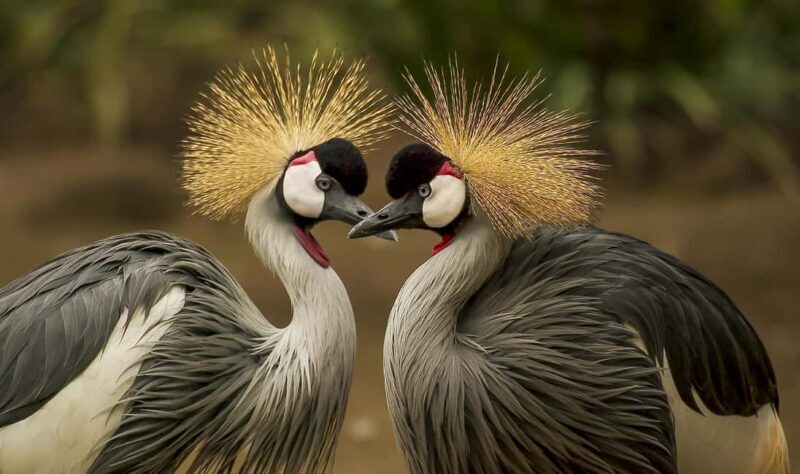 Kenya and Uganda: 7-Day Safari with Gorilla Tracking Tour - Key Points