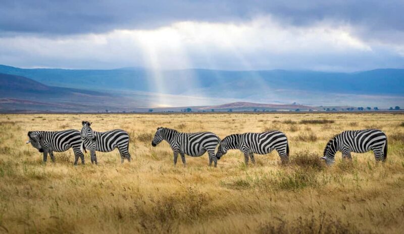 Kenya and Uganda: 7-Day Safari with Gorilla Tracking Tour - An In-Depth Look at the 7-Day Kenya and Uganda Safari