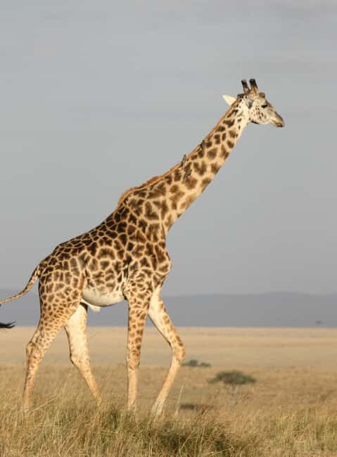 Kenya and Uganda: 7-Day Safari with Gorilla Tracking Tour - Final Thoughts: Is This Safari Worth It?