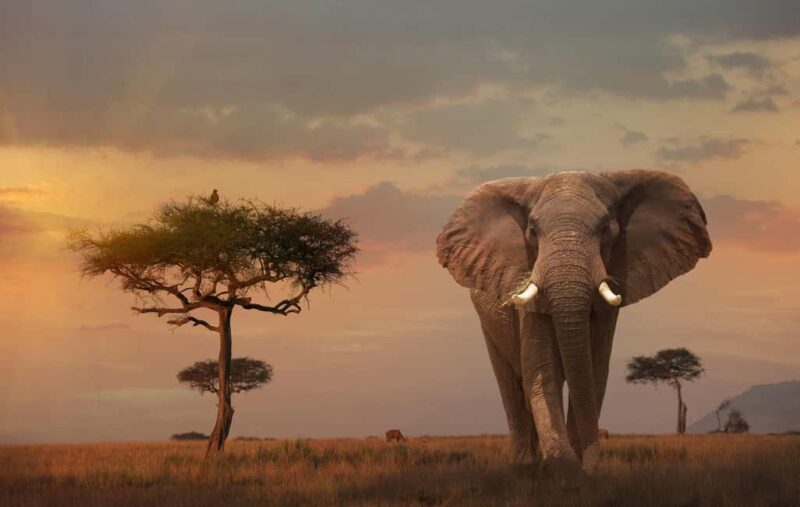 Kenya Big Five Safari - Key Points