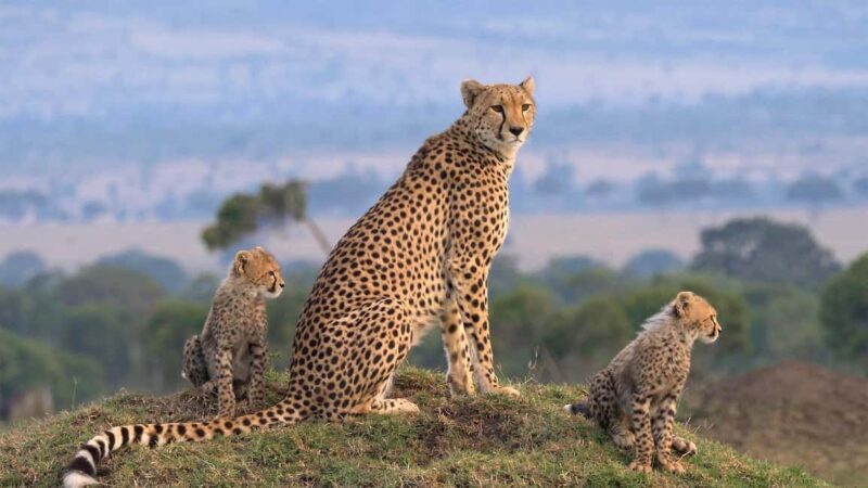 Kenya Big Five Safari - An In-Depth Look at the Kenya Big Five Safari