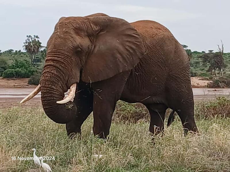 Kenya: Private Safari Guide and 4x4 Vehicle Rental - An in-depth look at the Kenya private safari experience