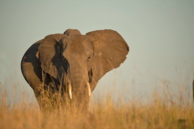 Kenya Safari: Amboseli, Lake Naivasha & Masai Mara - Transportation, Accommodation, and Daily Logistics