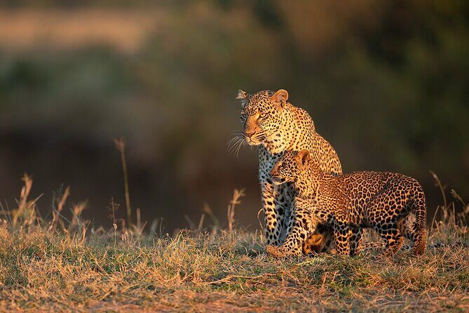 Kenya Safari: Amboseli, Lake Naivasha & Masai Mara - Who Would This Tour Suit Best?