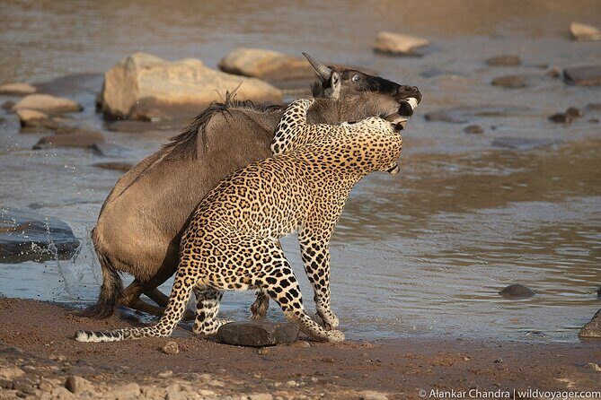 Kenya Safari: Amboseli, Lake Naivasha & Masai Mara - The Sum Up: Is This Kenya Safari Right for You?