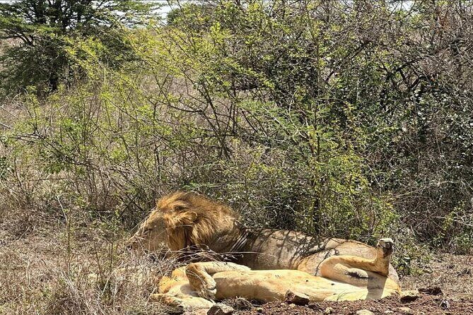 Kenya safari - FAQs