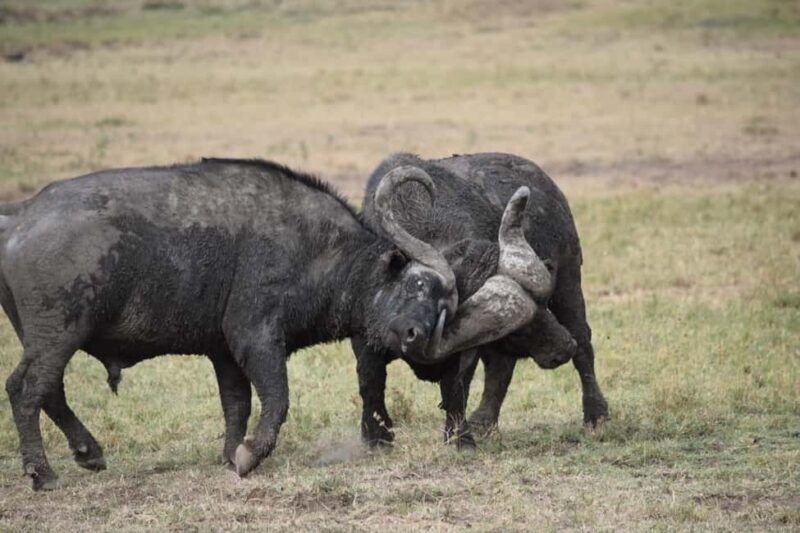 Kenya Safari: Samburu, Mara & Scenic Lakes in 9 Days Tour - The Sum Up
