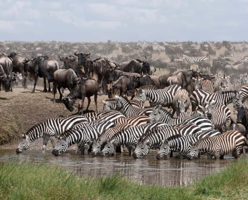 Kenya & Tanzania: 18-Day Safari with Zanzibar Beach Stay - Who Is This Tour Best For?