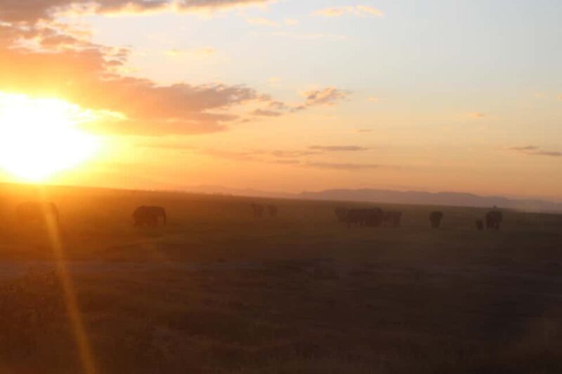 Kenyan Splendor: A 10-Day Safari - Kenyan Splendor: A 10-Day Safari