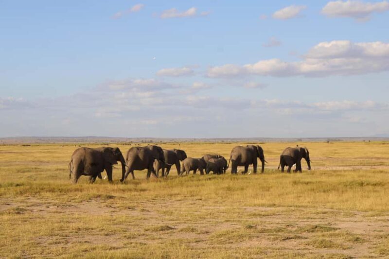 Kenyan Splendor: A 10-Day Safari - Connecting with Nature: Lake Naivasha