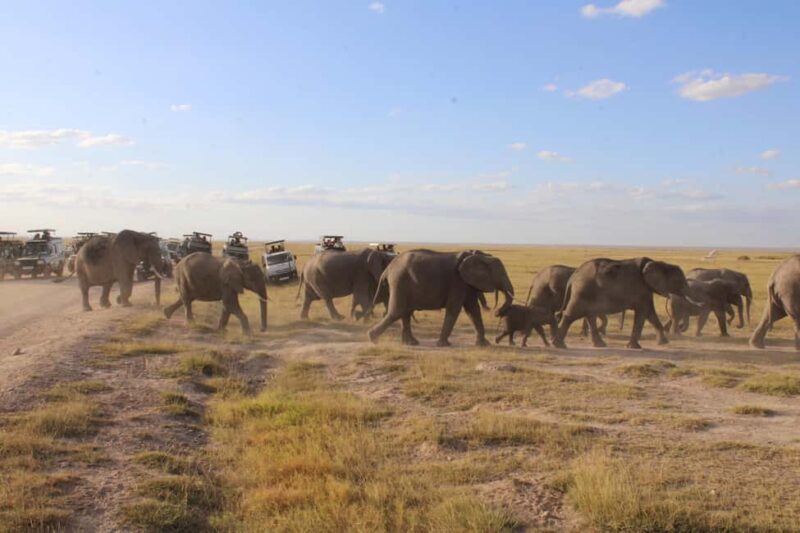 Kenyan Splendor: A 10-Day Safari - The Overall Value and Experience