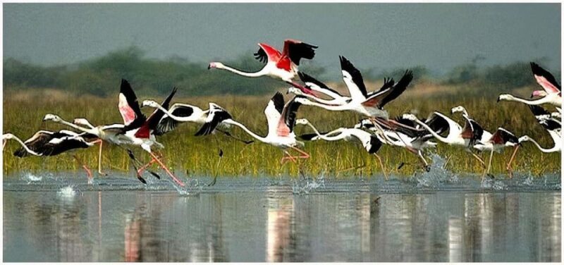 Keoladeo Bird Park Tour with one way transfer Jaipur to Agra - A Closer Look at the Tour Experience