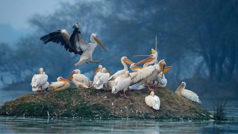 Keoladeo Bird Park Tour with one way transfer Jaipur to Agra - Practical Details and Considerations