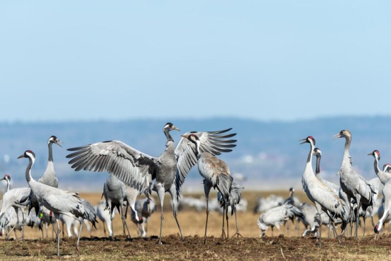 Keoladeo Bird Park Tour with one way transfer Jaipur to Agra - FAQ