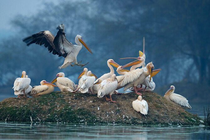 Keoladeo Birds Park Tour From Agra To Jaipur Including Entry - Who This Tour Is Best For