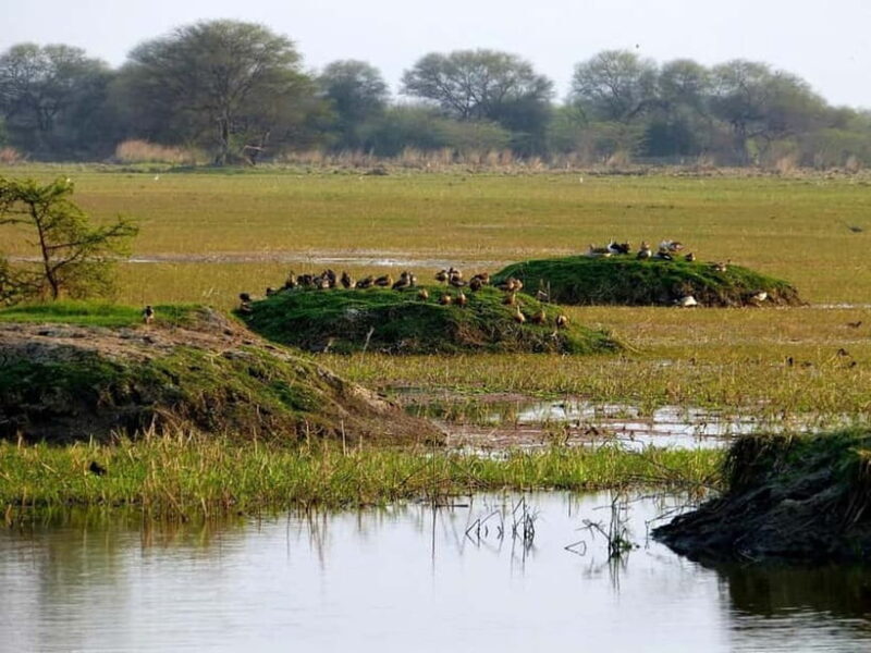 Keoladeo National Park Tickets and Guided Tour - An In-Depth Look at the Keoladeo National Park Experience